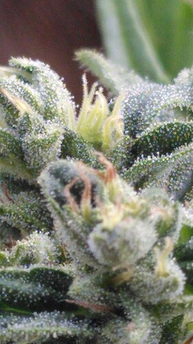 Growreport Bild 15