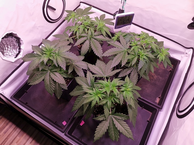 Growreport Bild 3
