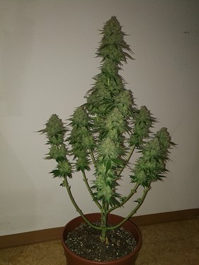 Growreport Bild 37