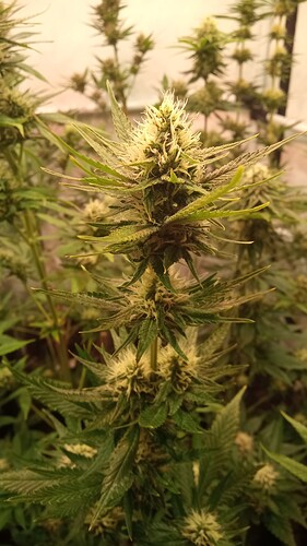 Growreport Bild 29