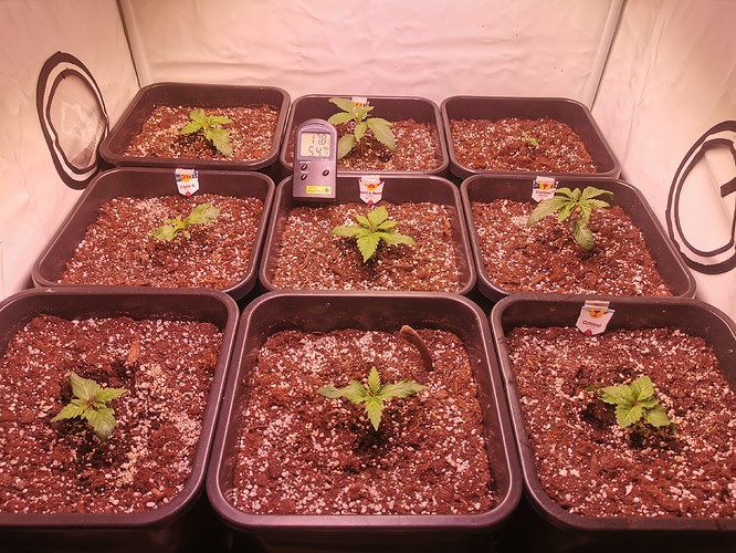 Growreport Bild 6