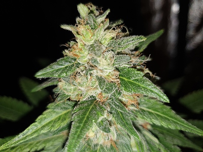 Growreport Bild 4