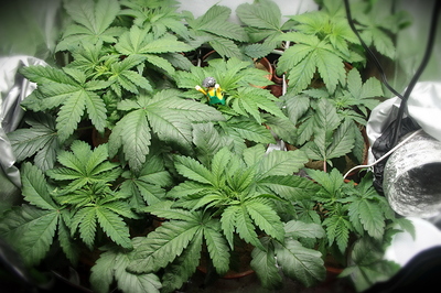 Growreport Bild 1