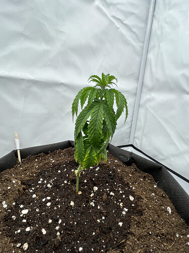 Growreport Bild 3