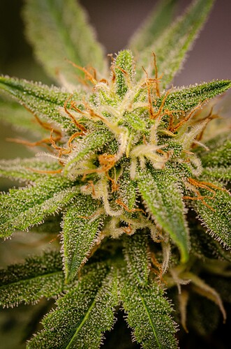 Growreport Bild 10