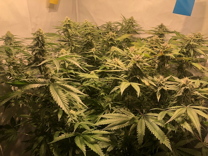 Growreport Bild 13