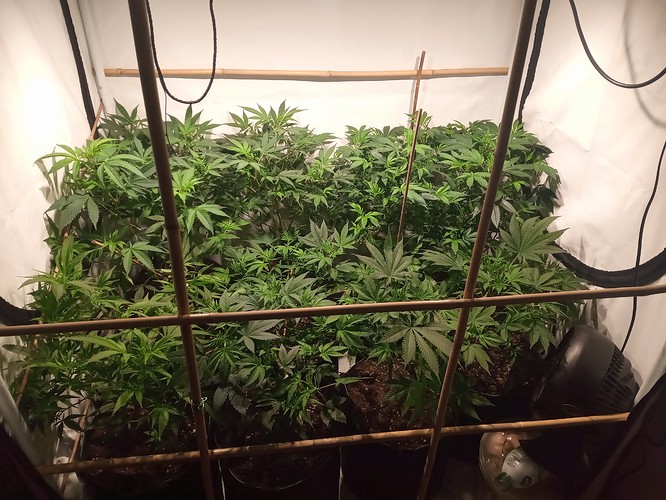 Growreport Bild 6