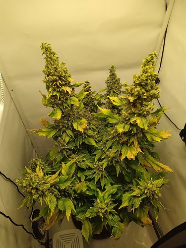 Growreport Bild 2
