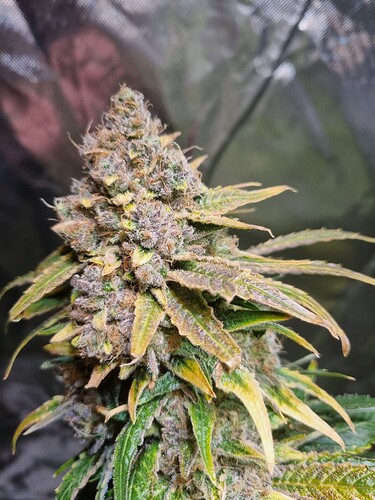 Growreport Bild 3
