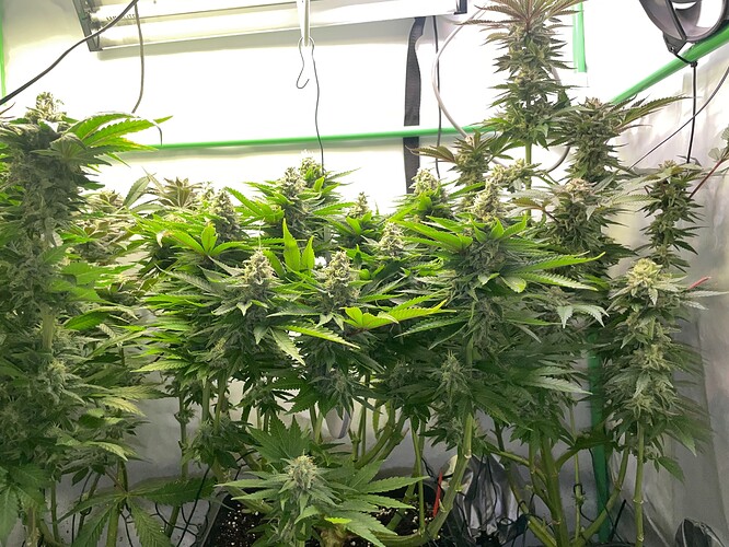 Growreport Bild 2
