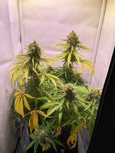 Growreport Bild 44