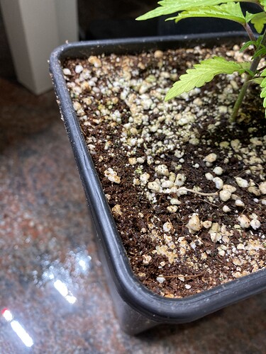 Growreport Bild 7