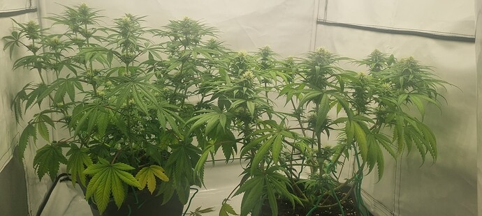 Growreport Bild 15