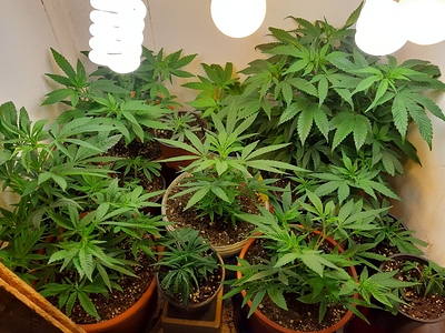 Growreport Bild 7