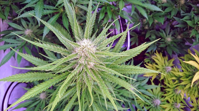 Growreport Bild 10