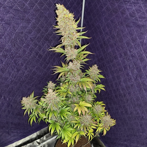 Growreport Bild 27