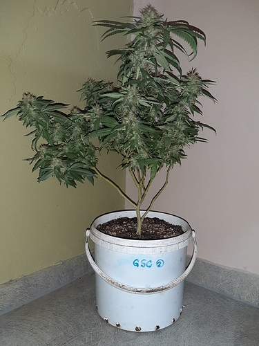 Growreport Bild 4