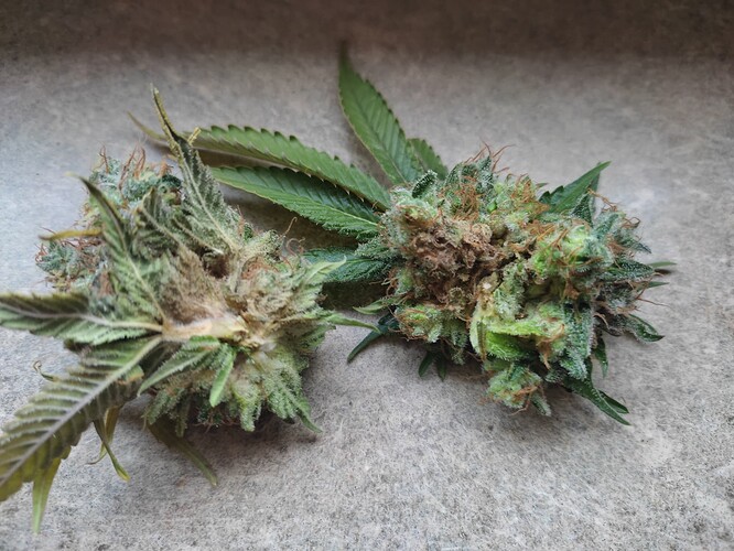 Growreport Bild 1