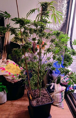 Growreport Bild 5