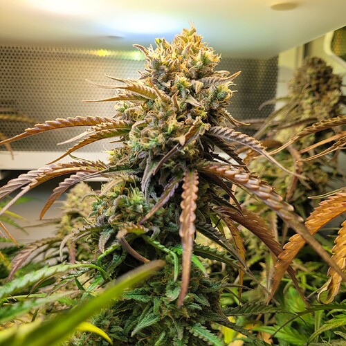Growreport Bild 2