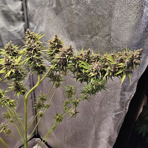 Growreport Bild 26
