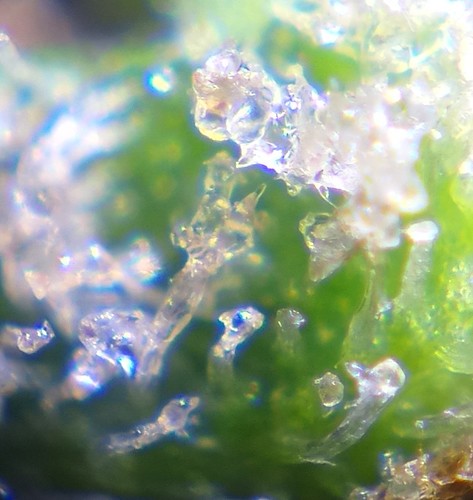 Growreport Bild 3