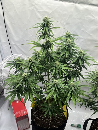 Growreport Bild 10