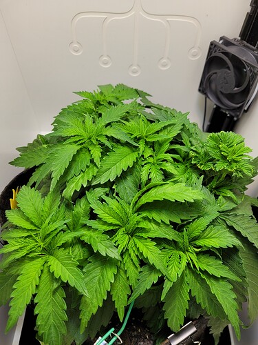 Growreport Bild 3