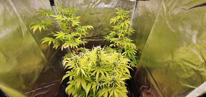 Growreport Bild 1
