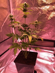 Growreport Bild 8