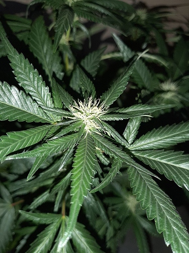 Growreport Bild 6