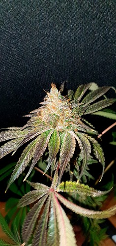 Growreport Bild 33