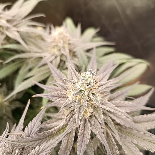 Growreport Bild 16
