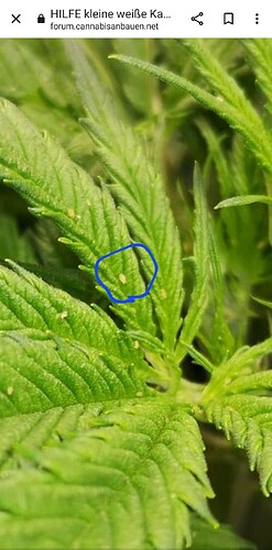 Screenshot_20221117-125240_Chrome