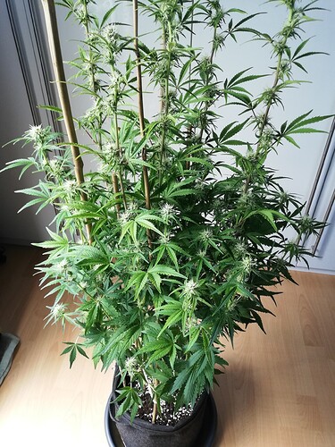 Growreport Bild 37