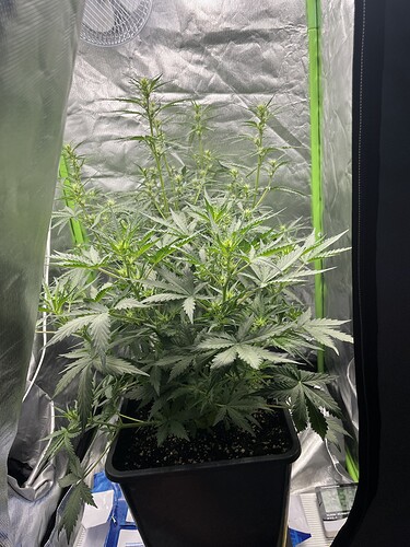 Growreport Bild 34