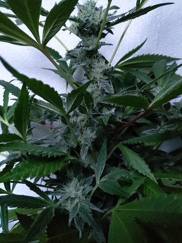 Growreport Bild 6