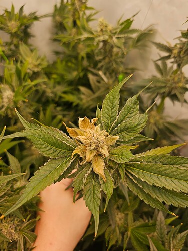 Growreport Bild 1