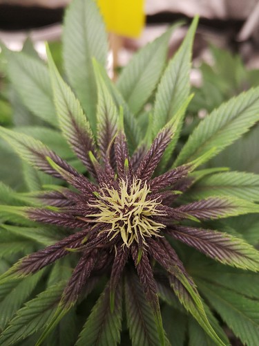 Growreport Bild 1