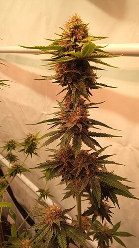 Growreport Bild 31