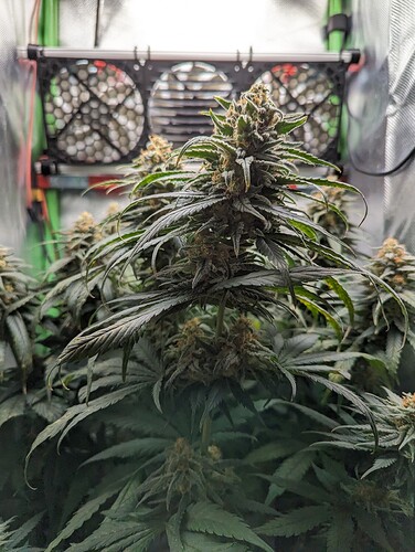 Growreport Bild 10