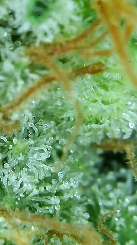 Growreport Bild 68