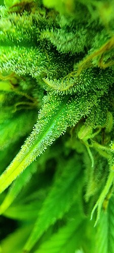 Growreport Bild 5