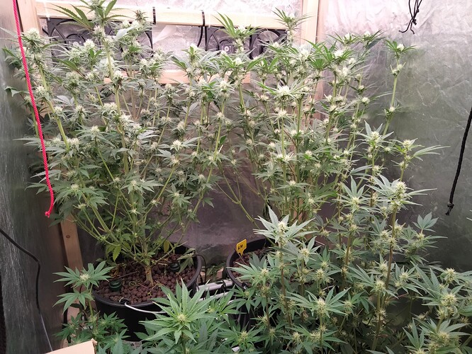 Growreport Bild 2