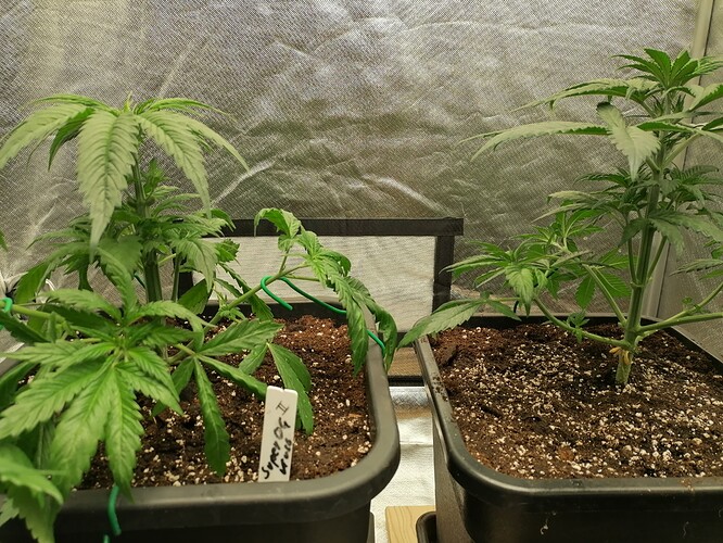 Growreport Bild 5