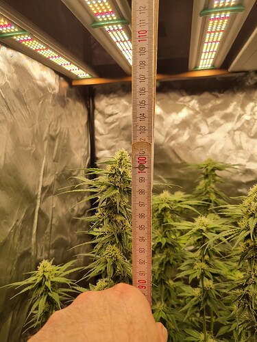 Growreport Bild 4