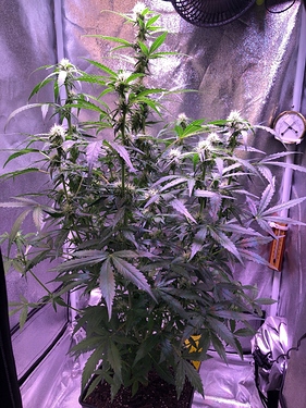 Growreport Bild 12