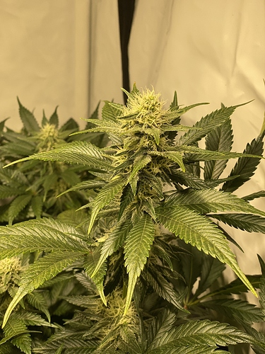 Growreport Bild 2