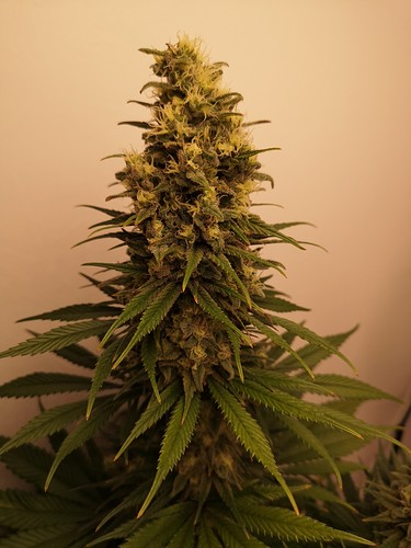 Growreport Bild 3
