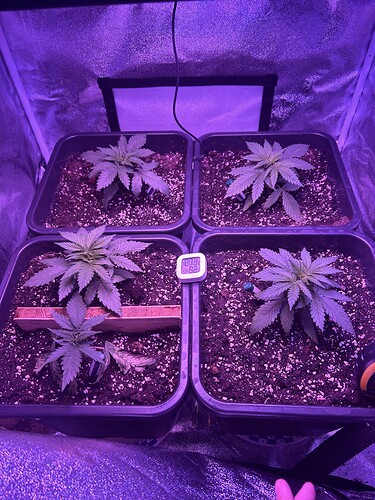 Growreport Bild 7